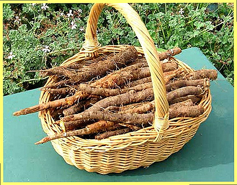 Овсяный корень