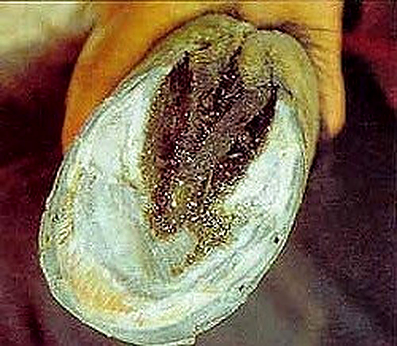 Копыта с хрупким и ломким роговым веществом