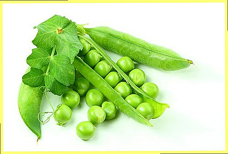 Горох огородный