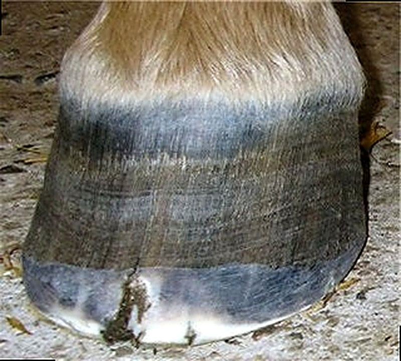 трещины копыт