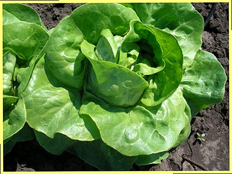 Салат кочанный