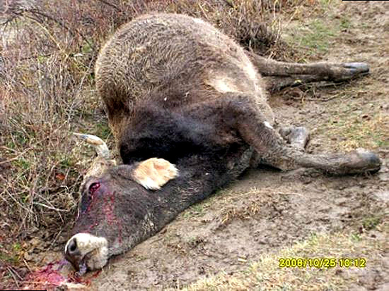 сибирская язва у животных