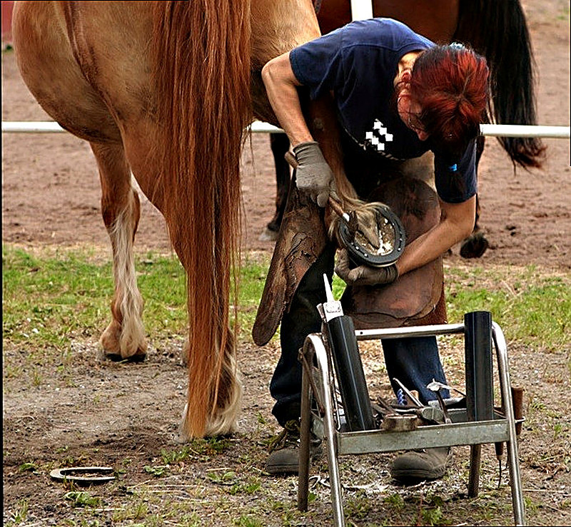 Болезни копыт у лошадей