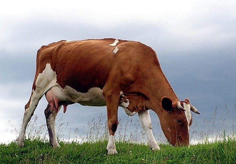 Воспаление влагалища у крупного рогатого скота