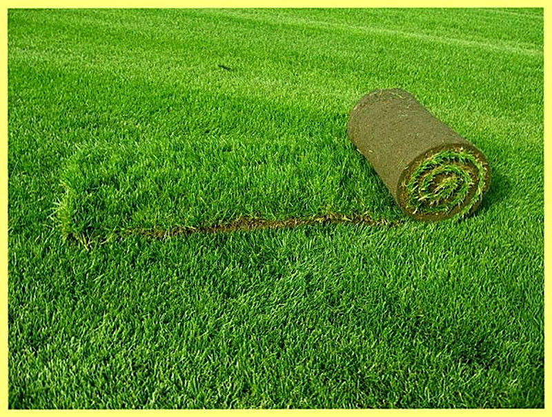 Рулонный газон