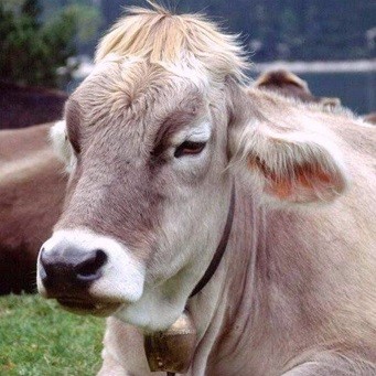 Воспаление лёгких у коров