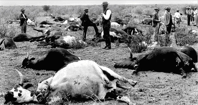 Чума крупного рогатого скота