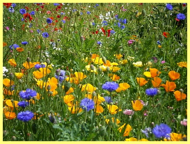 Мавританский газон