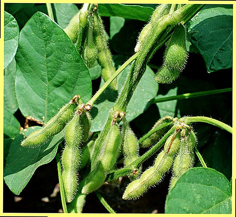 Бобы русские