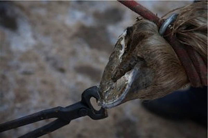 Заковка копыта