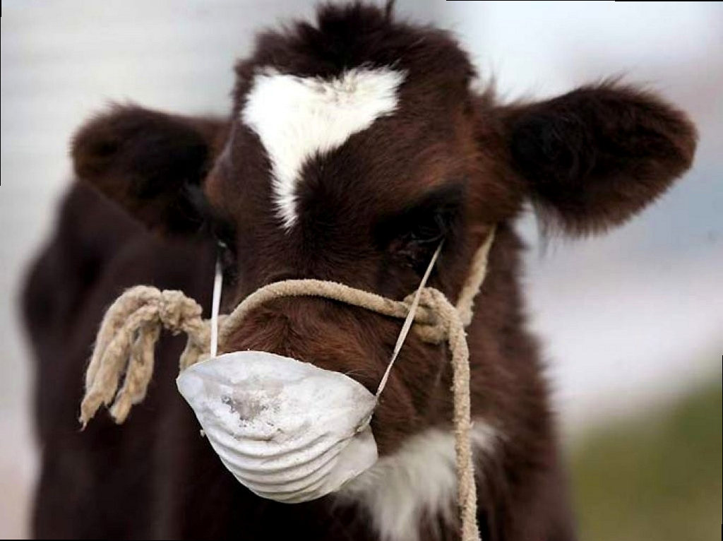 Туберкулез крупного рогатого скота