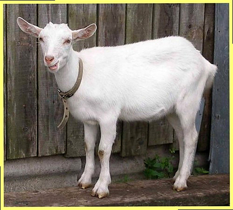 Русская порода коз фото