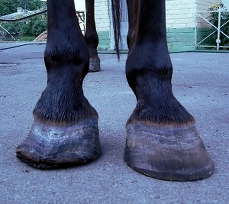 Наминание копыта