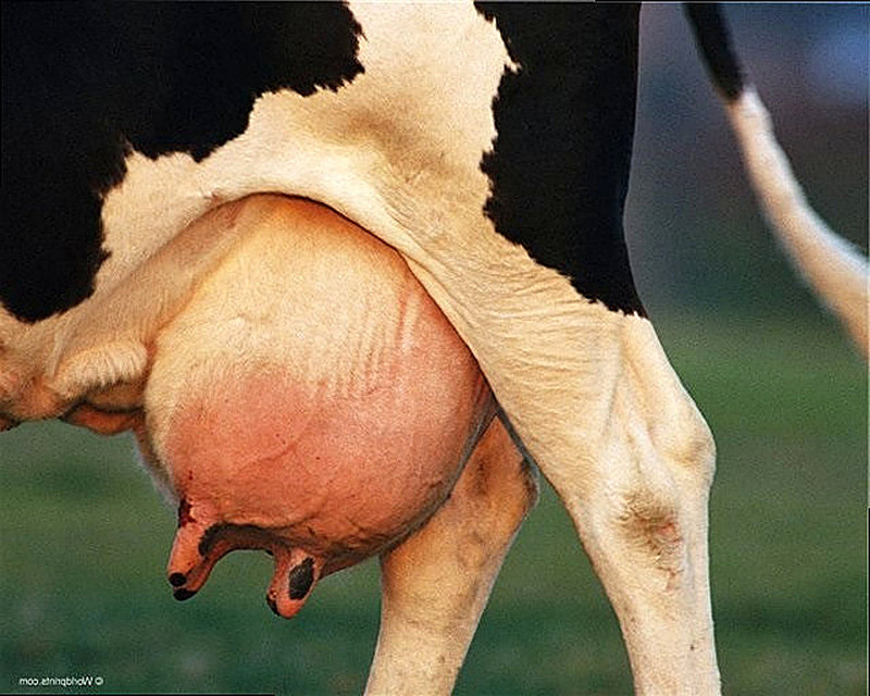 Воспаление вымени у коровы