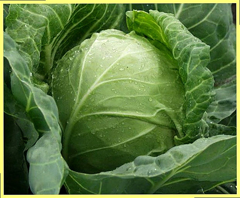 Кочанная капуста