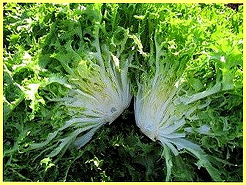 Салат эндивий