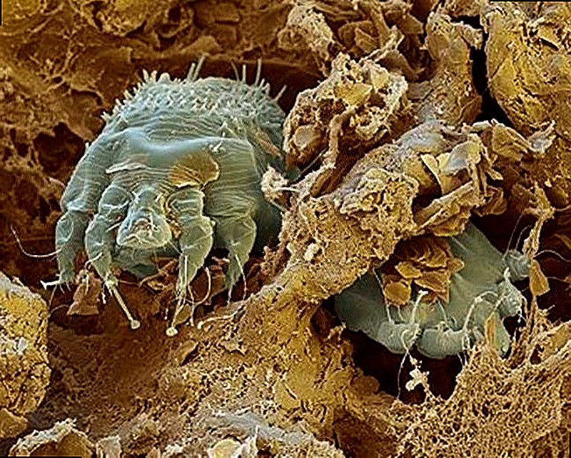 Чесотка домашних животных