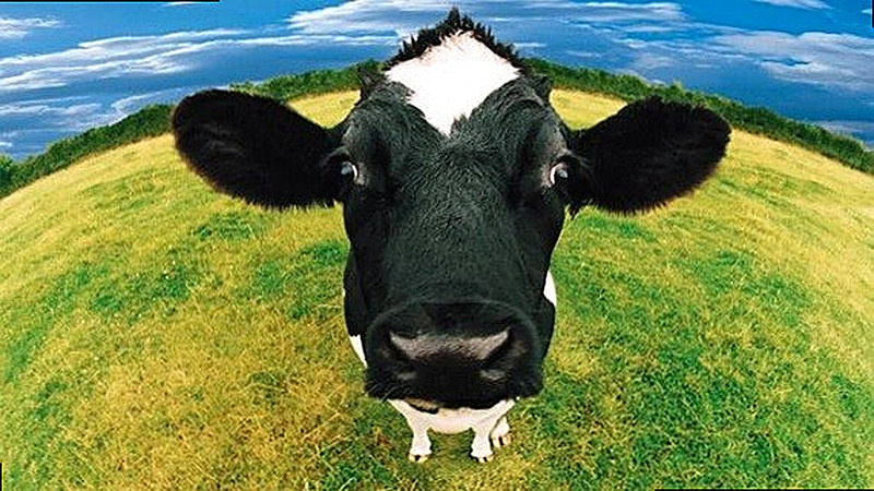 Выкидыш у животных