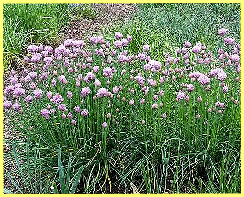 Многолетний лук