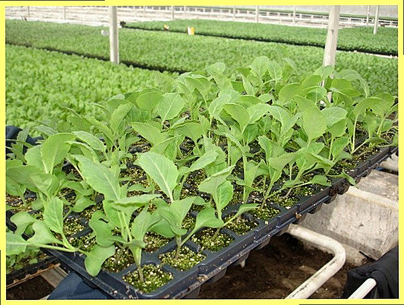 Выращивание рассады капусты белокочанной