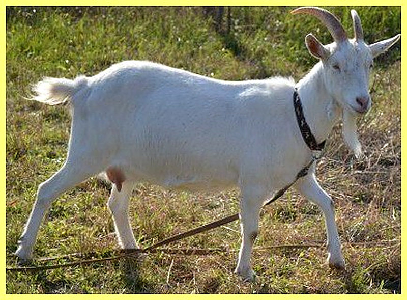Зааненская порода коз фото
