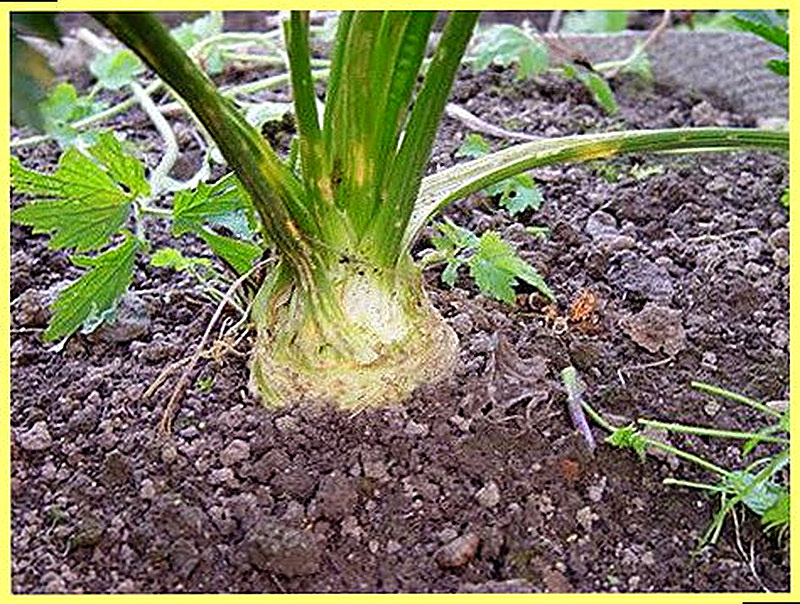 корневой сельдерей