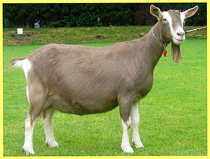 Тоггенбургская порода коз фото