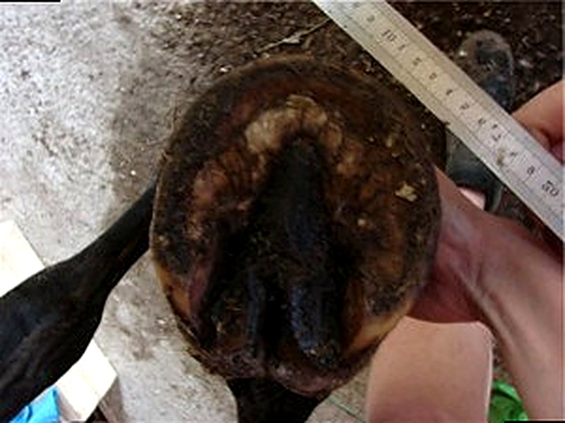 Гниение стрелки копыт