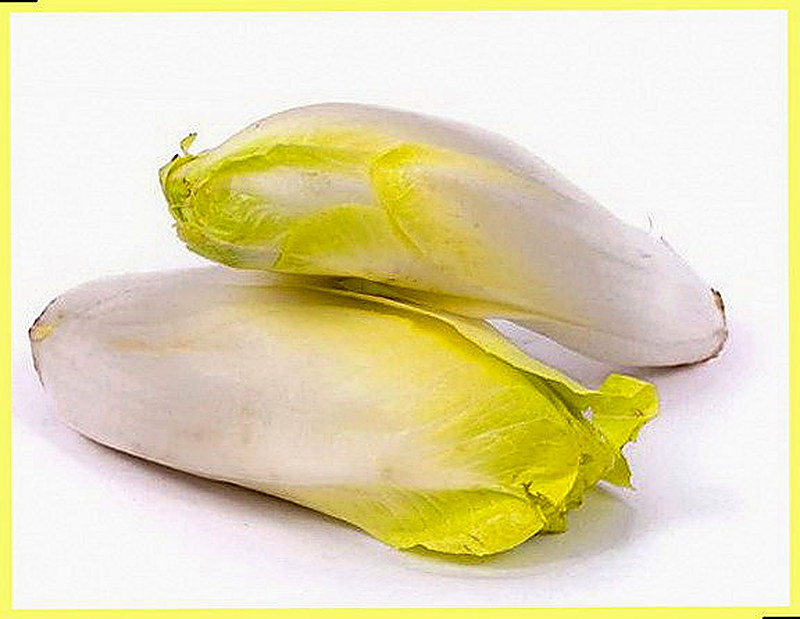 Салатный цикорий