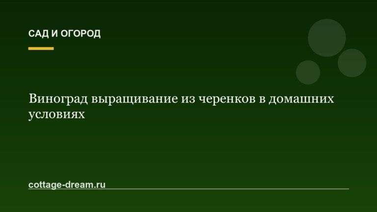 Виноград выращивание из черенков в домашних условиях