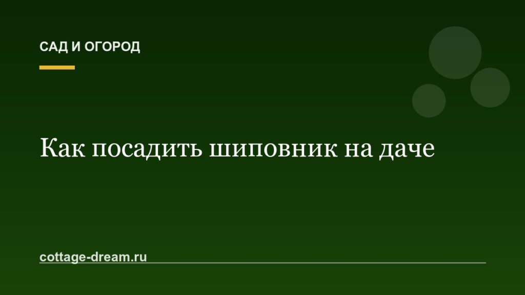 Как посадить шиповник на даче