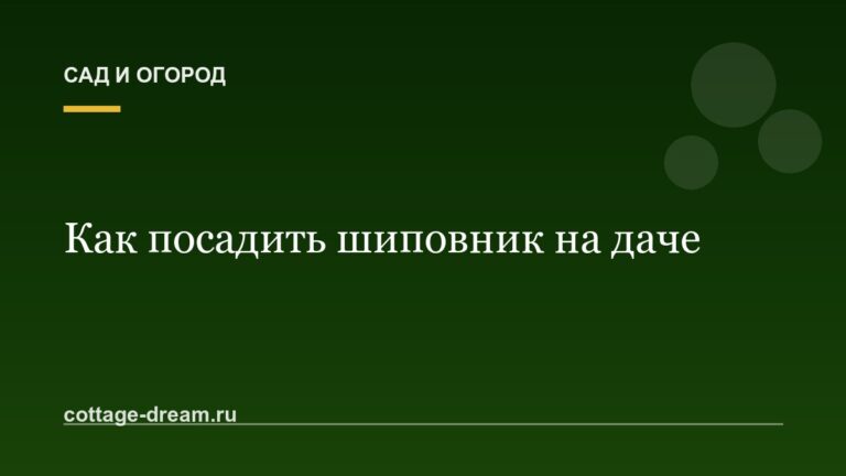 Как посадить шиповник на даче