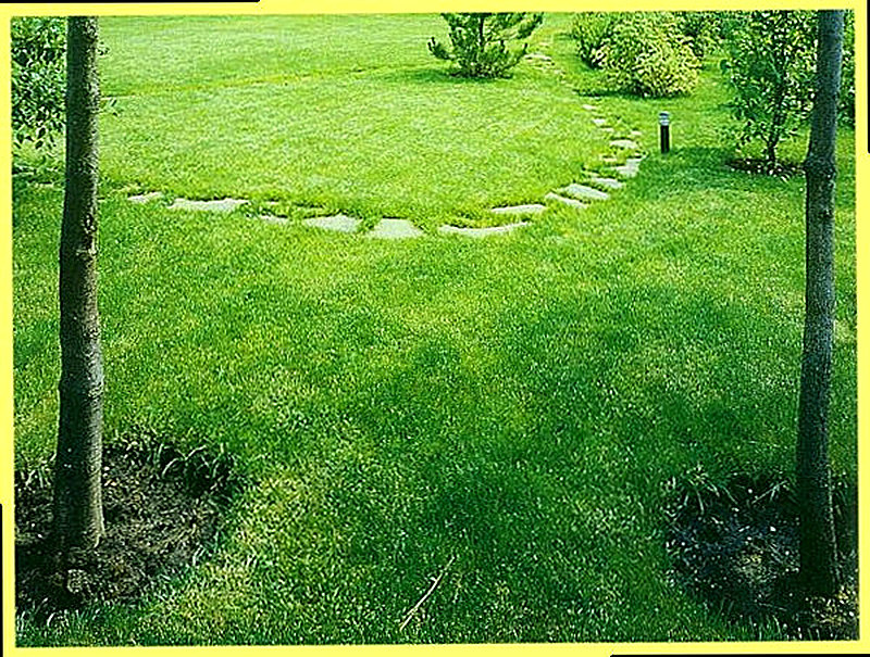 Луговой газон мятлик