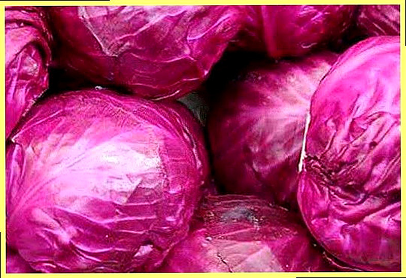 Краснокочанная капуста