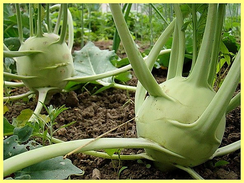 Капуста Кольраби