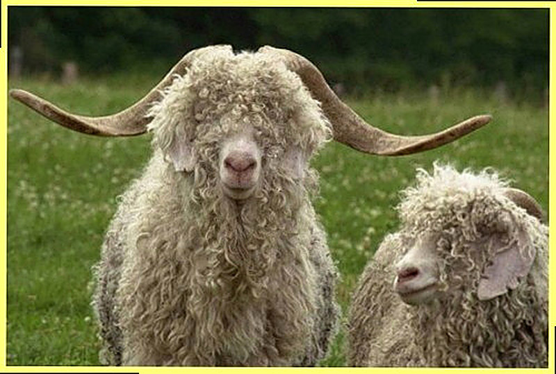 Ангорская порода коз фото