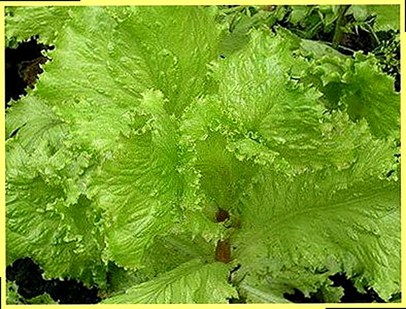 Салат латук