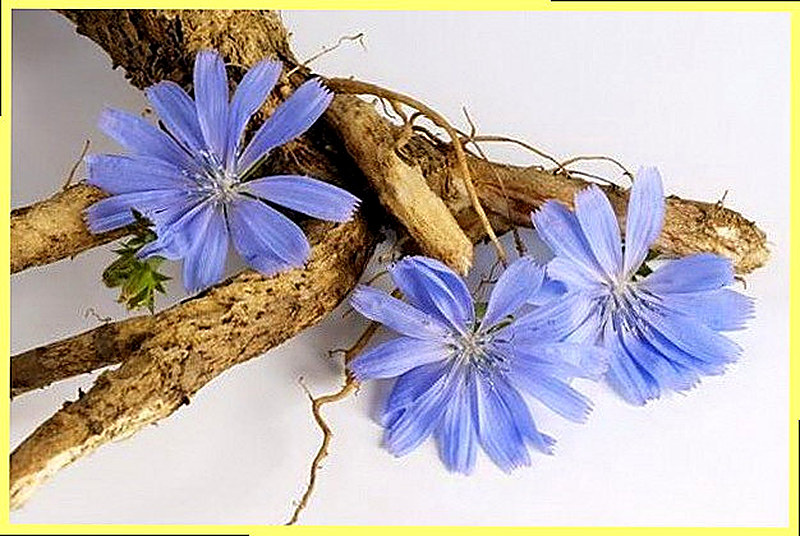 Цикорий корневой