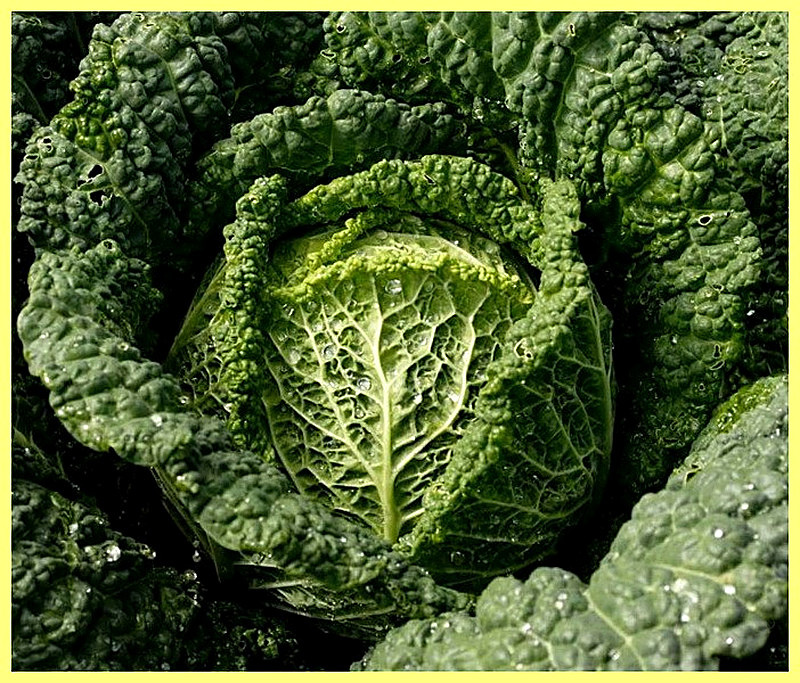 Савойская капуста