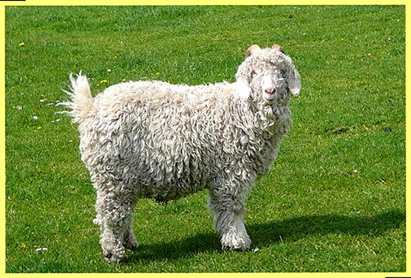 Кашемирская порода коз фото