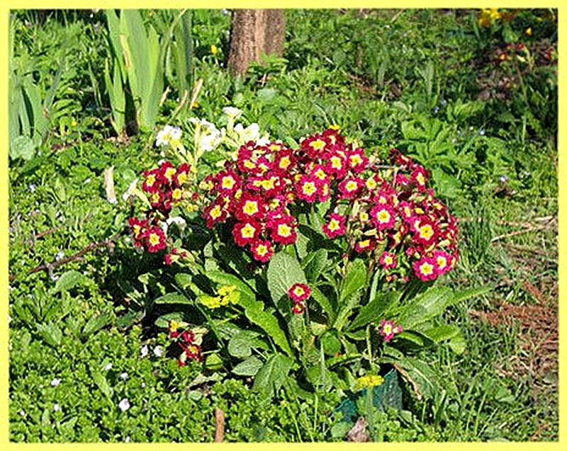 где растут примулы