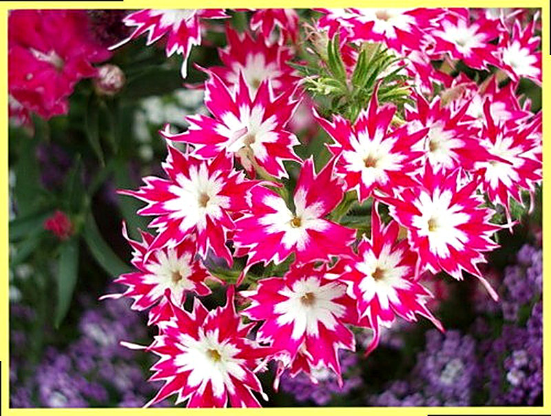 выращивание флоксов