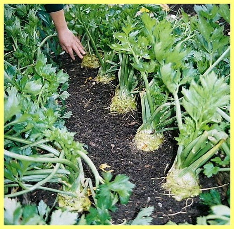 Как высаживать сельдерей корневой