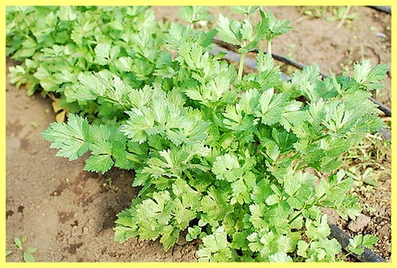 Как высаживать сельдерей листовой