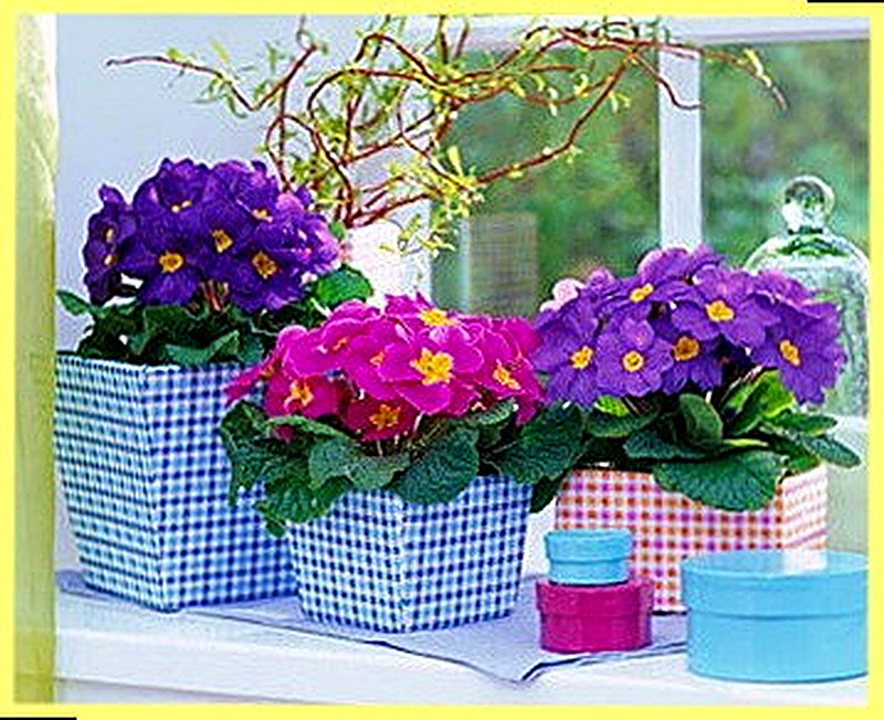 Примула - пересадка