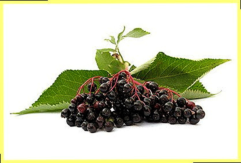 Бузина черная уход