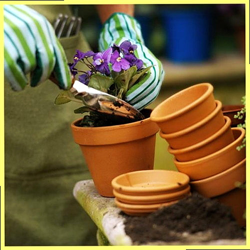 Высаживание примул