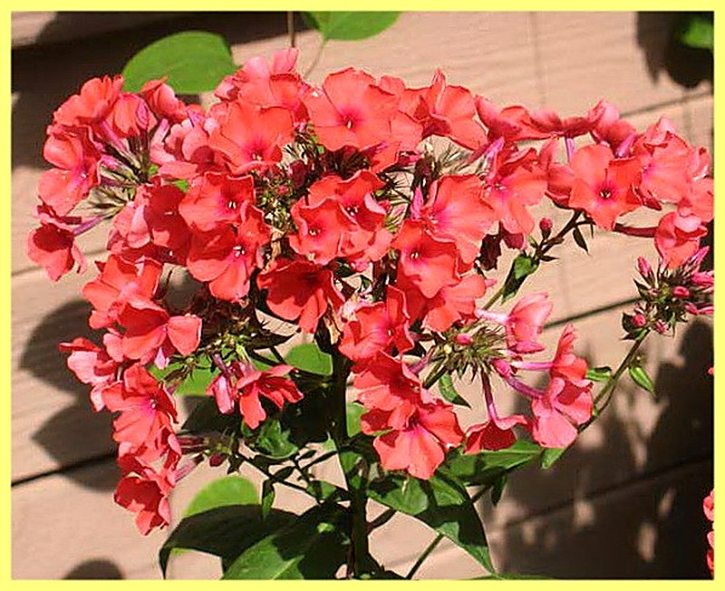 Флоксы многолетние посадка