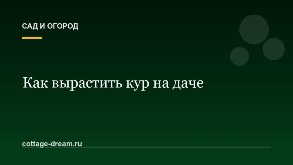 Как вырастить кур на даче: советы начинающим