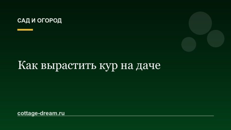 Как вырастить кур на даче: советы начинающим